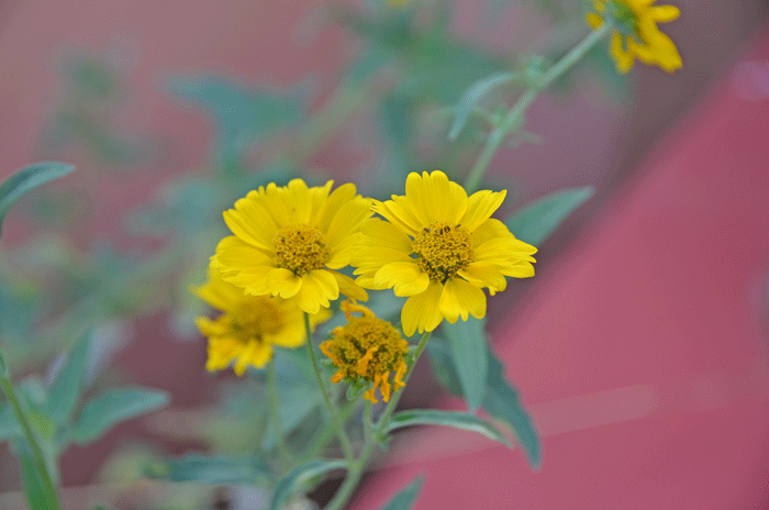 Golden Crownbeard has many common names including American Dogweed, Butter Daisy, Cowpen Daisy, Crown-beard, Gold Weed, Wild Sunflower, South African Daisy. Verbesina encelioides